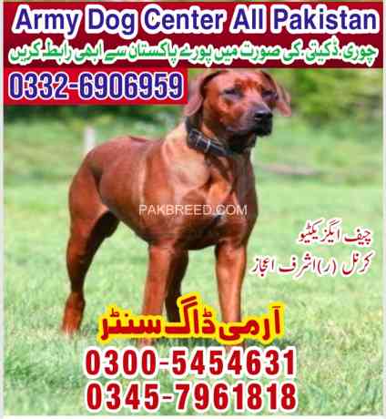 khoji-dog-in-mandi-bahauddin-big-0