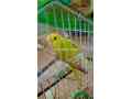 fancy-budgies-adding-decorations-to-your-home-with-beautiful-shades-small-2