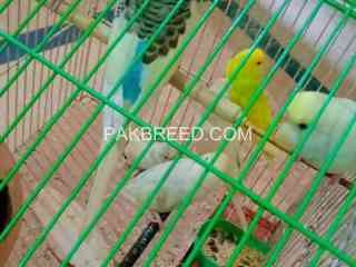 fancy-budgies-adding-decorations-to-your-home-with-beautiful-shades