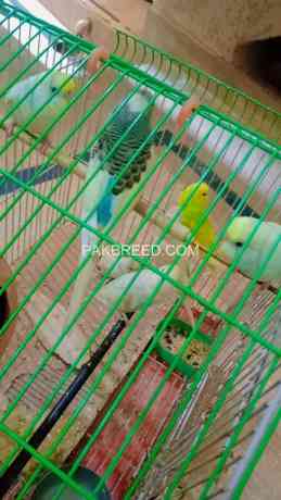 fancy-budgies-adding-decorations-to-your-home-with-beautiful-shades-big-0