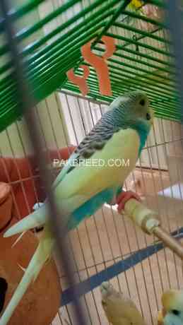 fancy-budgies-adding-decorations-to-your-home-with-beautiful-shades-big-1