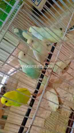 fancy-budgies-adding-decorations-to-your-home-with-beautiful-shades-big-3