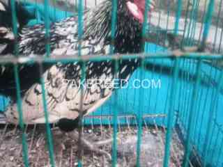 silver-sebright-breeder-male