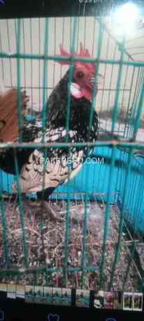 silver-sebright-breeder-male-big-1