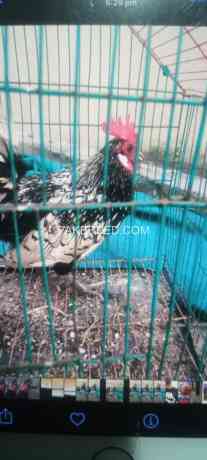 silver-sebright-breeder-male-big-0