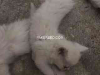 persian-cats-for-sale