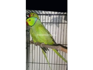 For sel green ring nick parrot ka brdeer pir pull