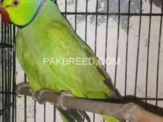 for-sel-green-ring-nick-parrot-ka-brdeer-pir-pull