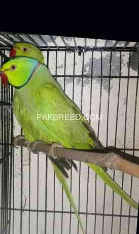 for-sel-green-ring-nick-parrot-ka-brdeer-pir-pull-big-0