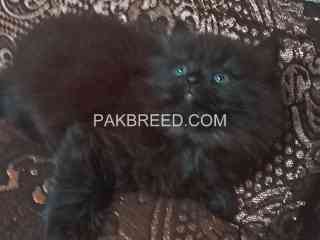 persian-kittens-blackgrey-for-sale