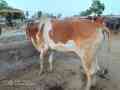 bull-for-qurbani-small-1