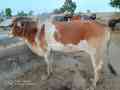 bull-for-qurbani-small-0