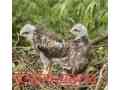 sparrow-hawk-sikra-checks-small-2