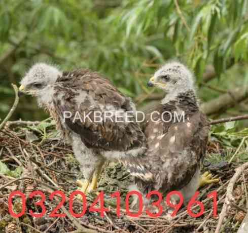 sparrow-hawk-sikra-checks-big-2