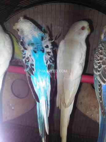 hogoromo-budgies-big-1