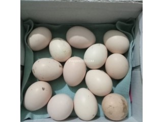 Egg for sell ayam semani hen