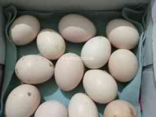 egg-for-sell-ayam-semani-hen