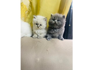 Persian triple coated cat for sale also parrots available