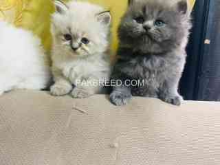 persian-triple-coated-cat-for-sale-also-parrots-available