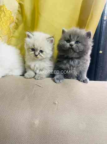 persian-triple-coated-cat-for-sale-also-parrots-available-big-0