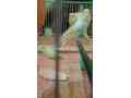 budgies-small-3