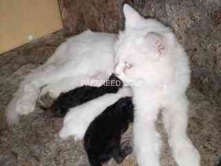 pure-persian-triple-coated-cat-with-four-babies-for-sale