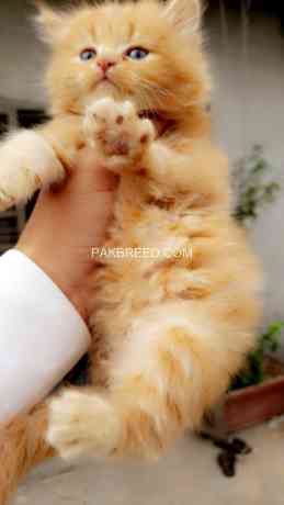 persians-triple-coat-male-big-1