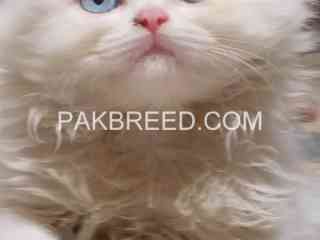 persian-cat-for-sale