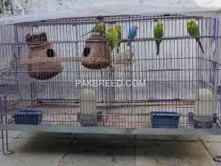 cage-pinjra-with-8-parrots-2-doli-2-water-bottles