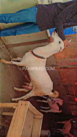 gulabi-cross-bakri-big-1