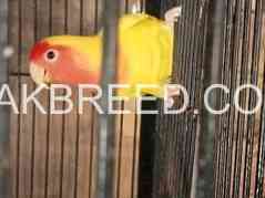 lutino-love-bird-red-eye