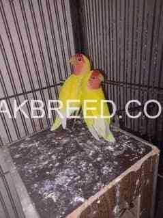 lutino-love-bird-red-eye-big-2