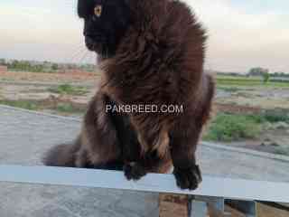 urgent-persian-male-for-sale