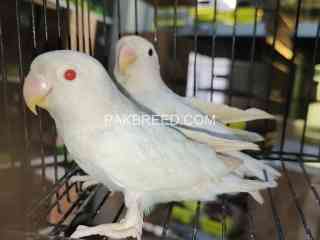 albino-red-eyes-black-eyes-patha-available