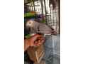 african-grey-parrot-small-2