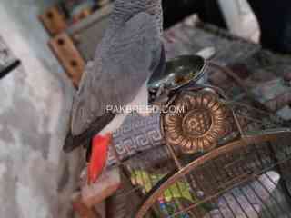 african-grey-parrot