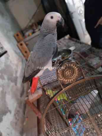 african-grey-parrot-big-0