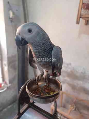 african-grey-parrot-big-1