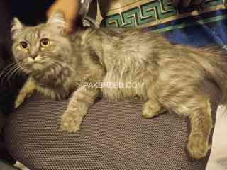 grey-persian-cat-named-moussie-2-years-old