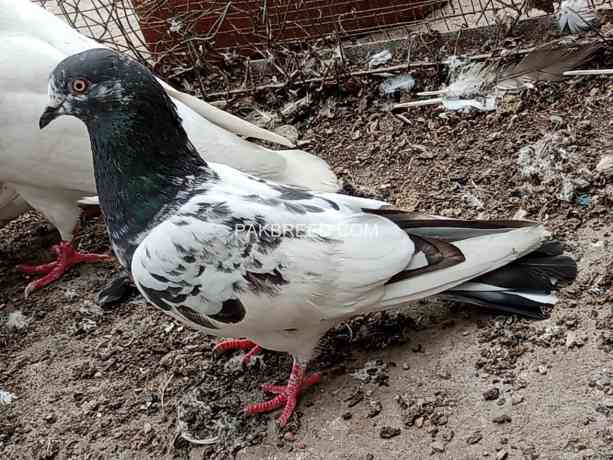 racer-pigeon-big-2