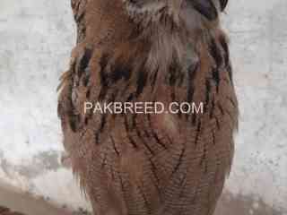 eagle-owl-male-and-female-price-single-pice-top-class-big-saiz-location-lahore-cargo-available-all-pakistan