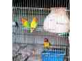 03-pair-1-female-hain-small-2