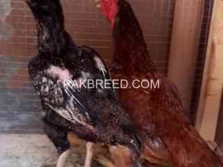 quality-winner-madipar-chicks-avail