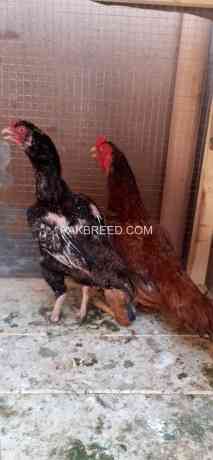 quality-winner-madipar-chicks-avail-big-0