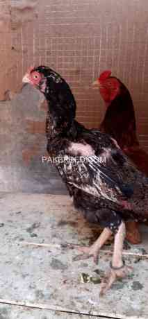 quality-winner-madipar-chicks-avail-big-3