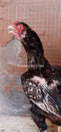 quality-winner-madipar-chicks-avail-big-2