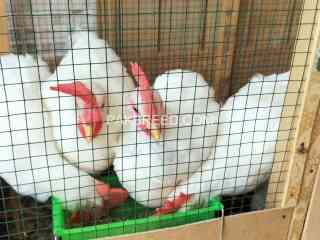 simple-poultry-4-chicks