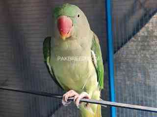 raw-parrot-female