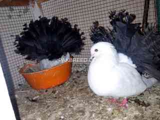 black-tail-breeder-pair-with-chicks