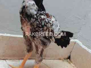 aseel-chicks-for-sale